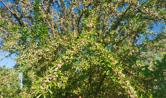 pistacho ecologico natural y certificado agricola navazor